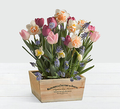 New Beginnings Bulb Garden