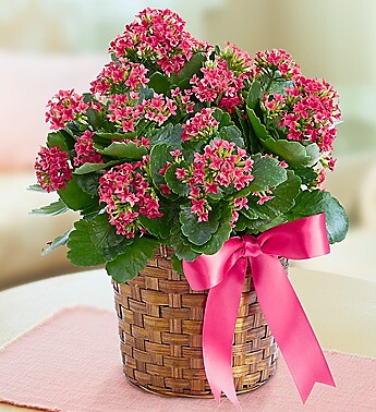 Kalanchoe Plant